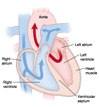 Cross section of heart showing blood flow through atria and ventricles.