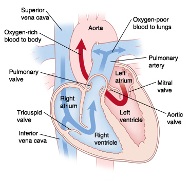 Front view cross section of heart showing atria on top and ventricles on bottom showing aorta, pulmonary artery, mitral valve, aortic valve, left atrium, left ventricle, right atrium, right ventricle, tricuspid valve, pulmonary valve, superior vena cava, and inferior vena cava. Arrows on right side of heart show oxygen-poor blood pumping to lungs. Arrows on left side of heart show oxygen-rich blood pumped to body.