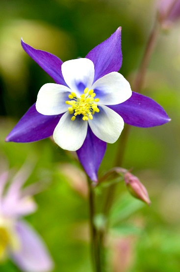 A purple and white flower