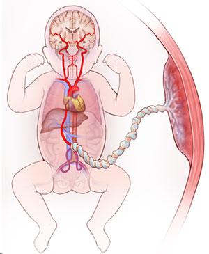 Fetus/baby with normal oxygen delivery