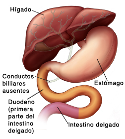 Vista frontal del hígado, el estómago y el duodeno. Faltan los conductos biliares.