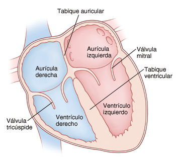 Corte transversal visto de frente de un corazón en donde se muestran las aurículas arriba y los ventrículos abajo. La válvula mitral está ubicada entre la aurícula y el ventrículo izquierdos. La válvula tricúspide está ubicada entre la aurícula y el ventrículo derechos.