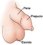 Vista lateral del pene de un niño sin circuncisión.
