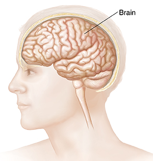 Side view of head and brain.