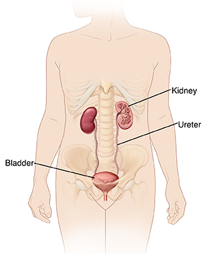 Front view of abdomen and pelvis showing kidneys, ureters, and bladder.