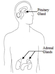 Adrenal Glands